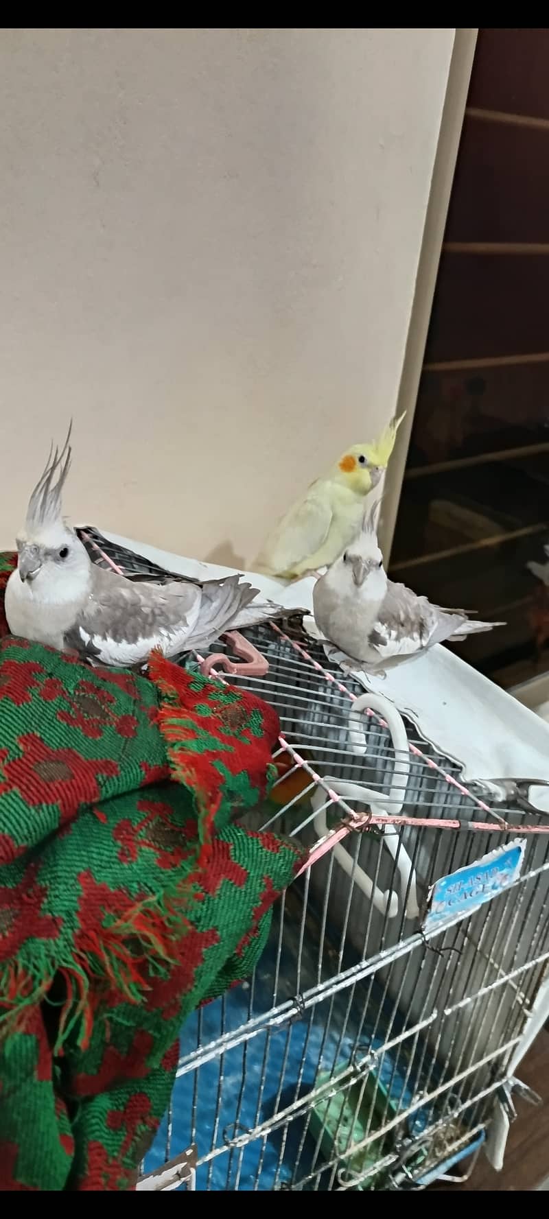 3 cockatiel for sale (No Cargo) 3