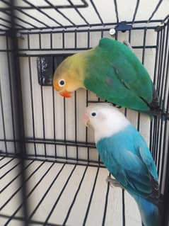 lovebird pair for sale. . . Read full Ad.