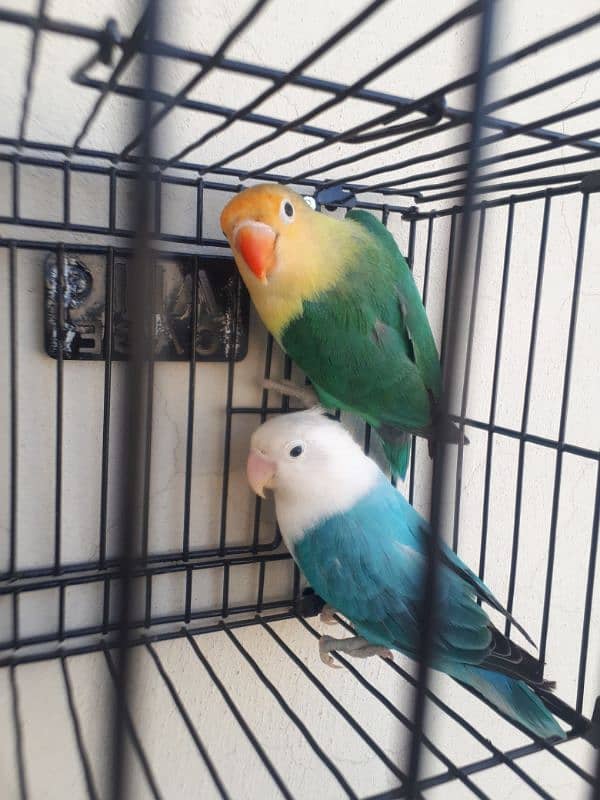 lovebird pair for sale. . . Read full Ad. 1