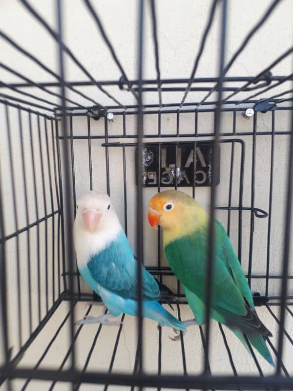 lovebird pair for sale. . . Read full Ad. 2