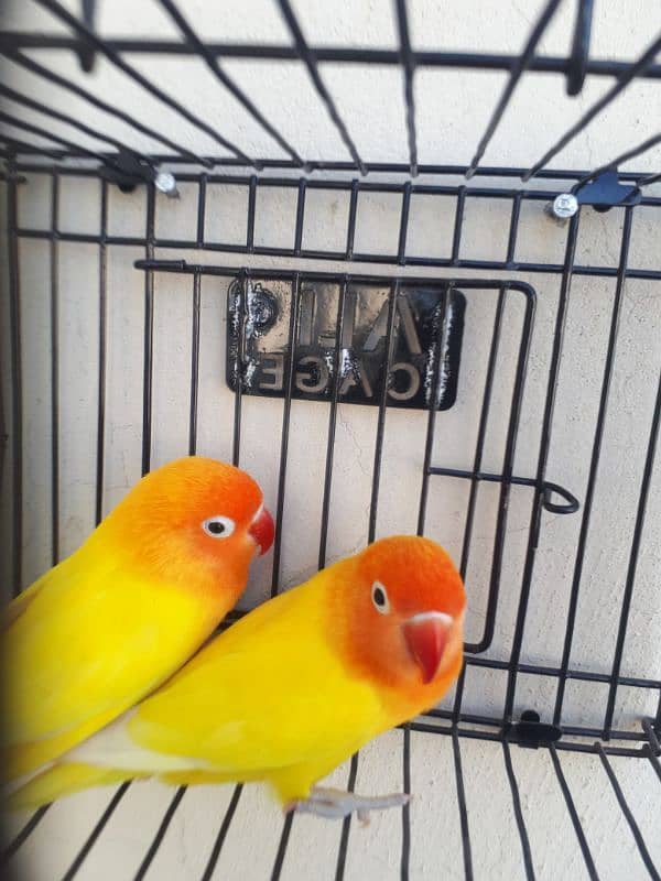 lovebird pair for sale. . . Read full Ad. 3