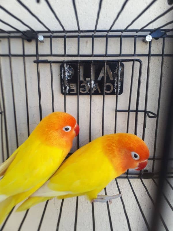 lovebird pair for sale. . . Read full Ad. 4