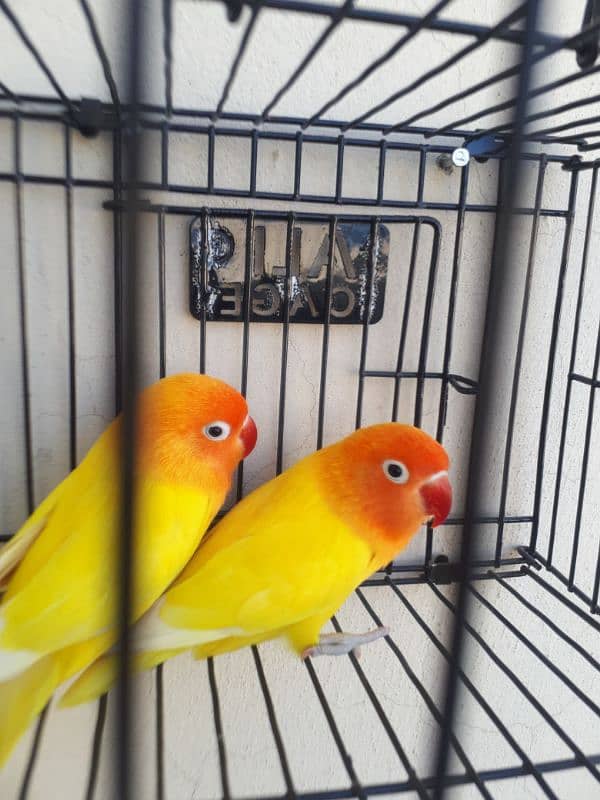 lovebird pair for sale. . . Read full Ad. 5