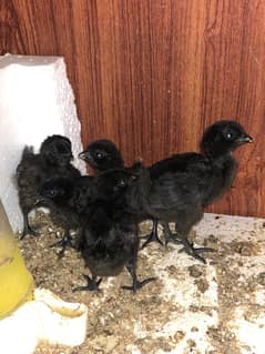 6 days chicks