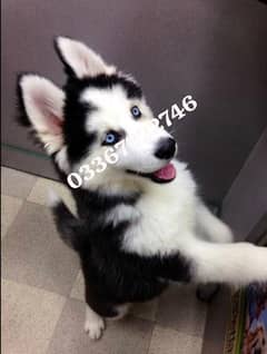 Husky puppies 03367222746