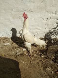 white heera for sale