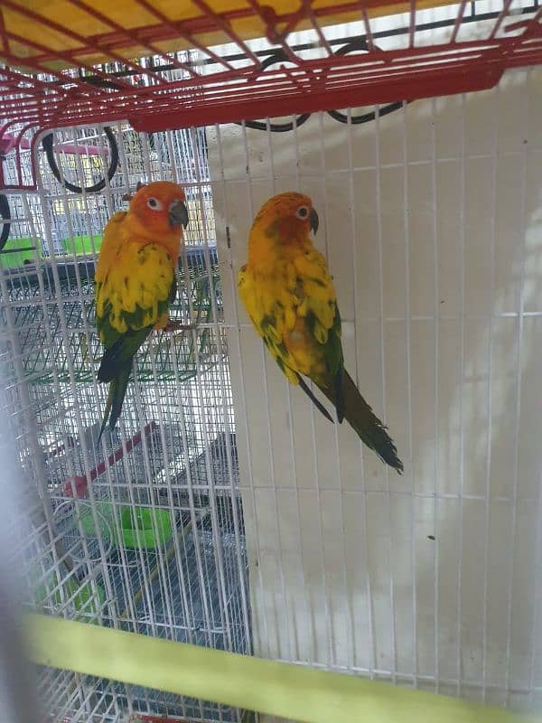 sun conure 0