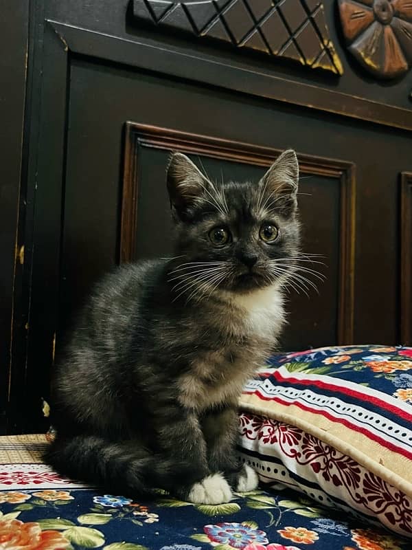 Gray kitten for sale 1