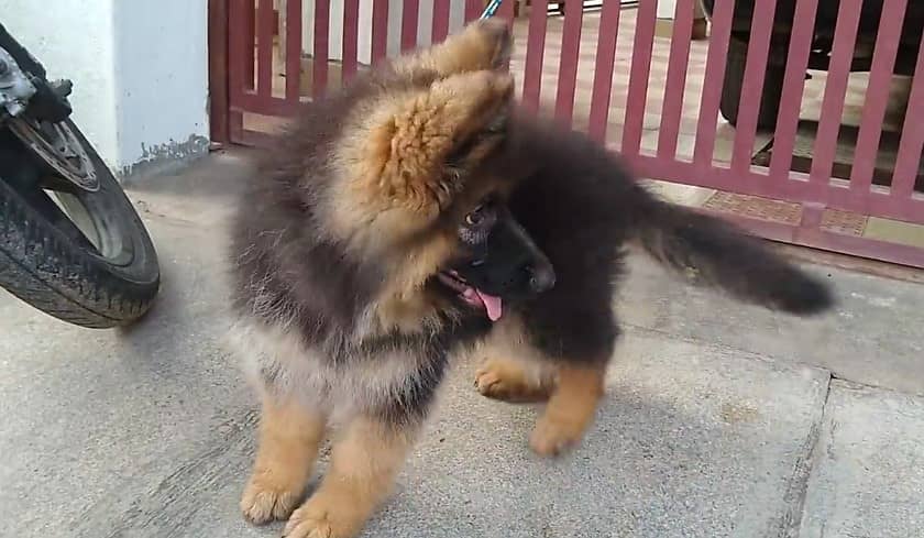 German Shepherd Puppy | Dog for sale | GSD | 03321718405 3