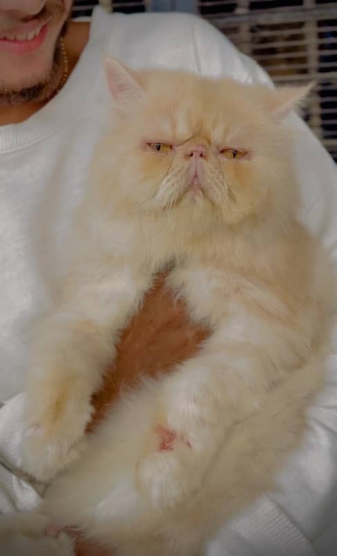 piki high quality male cat for sale 0