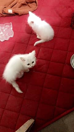 pair of beautiful Persian kittens