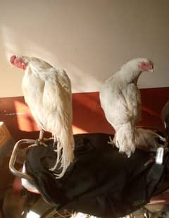 Aseel Heera pair for Sale.