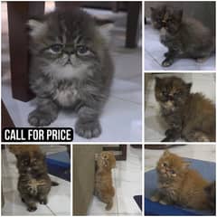 Peke Face/Extreme Punch face Persian Tripple Coat Kittens