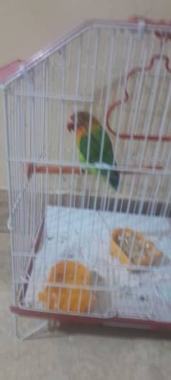 lovebirds