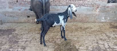 Ghaban Bakri For Sale