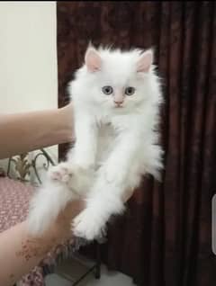 Persian cat My WhatsApp number 03379701486 for sale