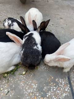 Rabbits one female 3Male