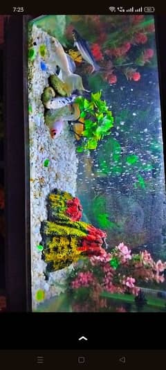 fish aquarium for sale