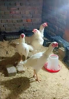 White Qandari breed full jambo big size 9month k phaty