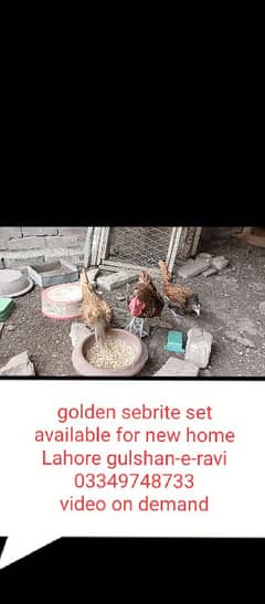 golden sebrite set available