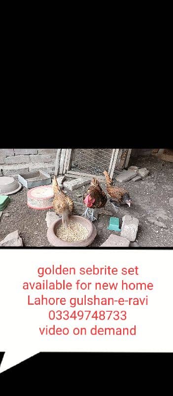 golden sebrite set available 0