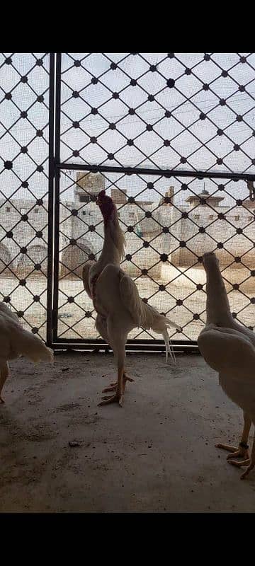 white German O Shamo Ring bird breeders  for sale 0