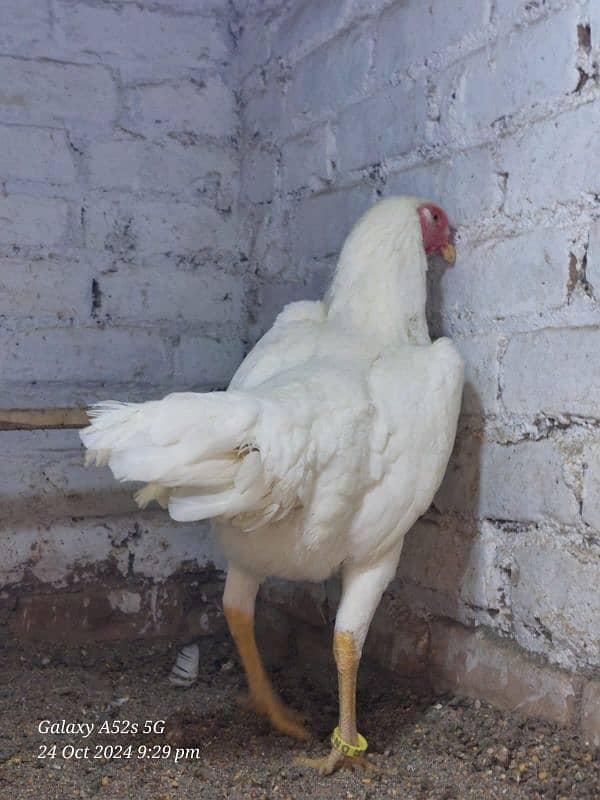 white German O Shamo Ring bird breeders  for sale 2