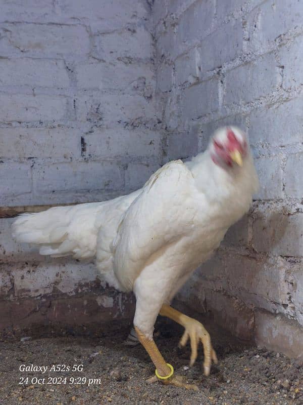 white German O Shamo Ring bird breeders  for sale 3