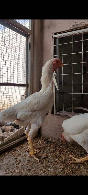 white German O Shamo Ring bird breeders  for sale 4