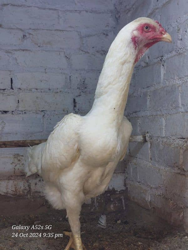 white German O Shamo Ring bird breeders  for sale 7