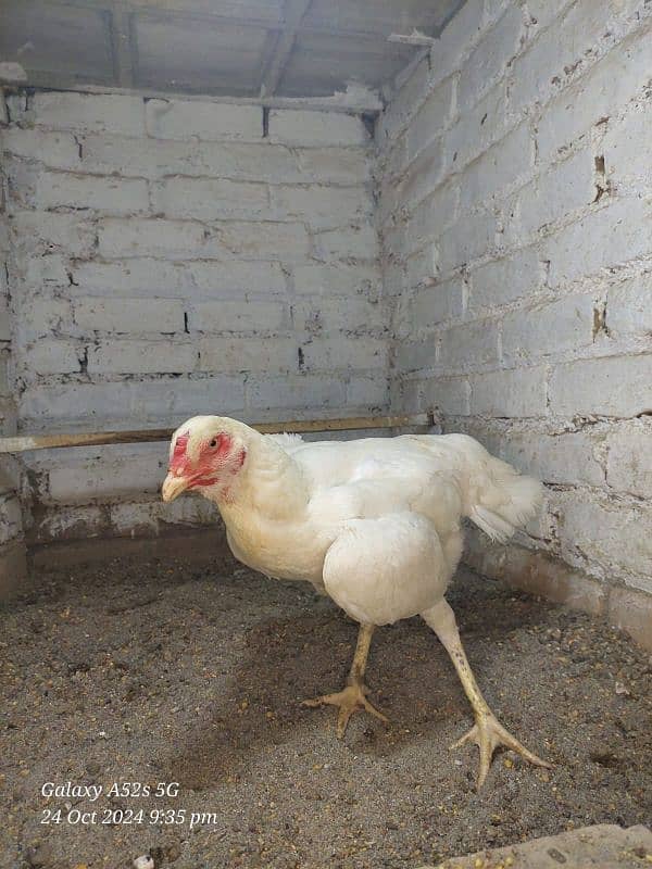 white German O Shamo Ring bird breeders  for sale 8