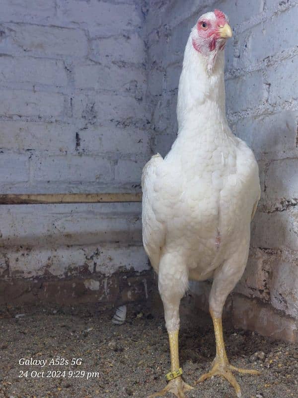 white German O Shamo Ring bird breeders  for sale 9