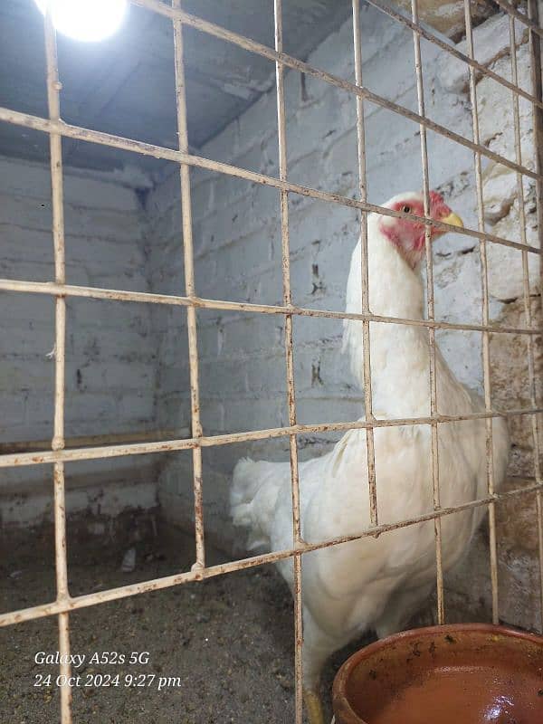 white German O Shamo Ring bird breeders  for sale 10