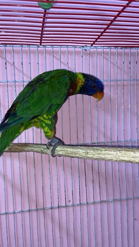 Lorry Adult Female Talking , Dancing & Semi Tamed 0