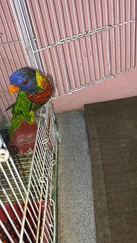 Lorry Adult Female Talking , Dancing & Semi Tamed 1