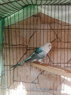 Blackwing Budgie female