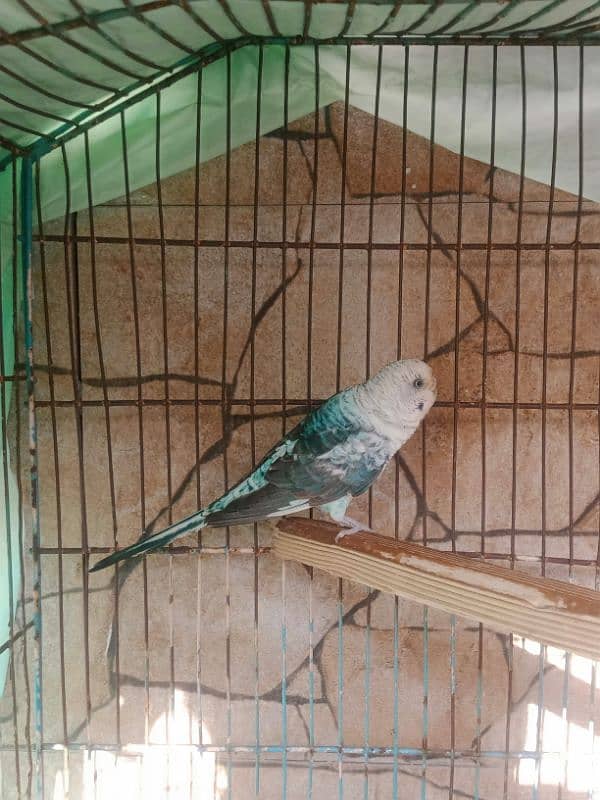 Blackwing Budgie female 0