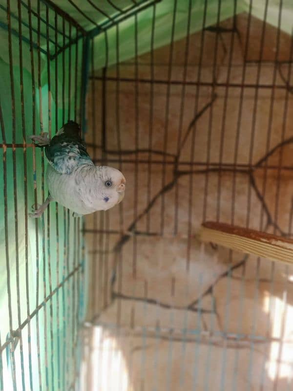 Blackwing Budgie female 1