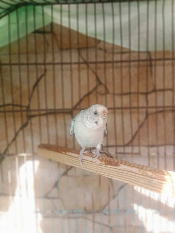 Blackwing Budgie female 2