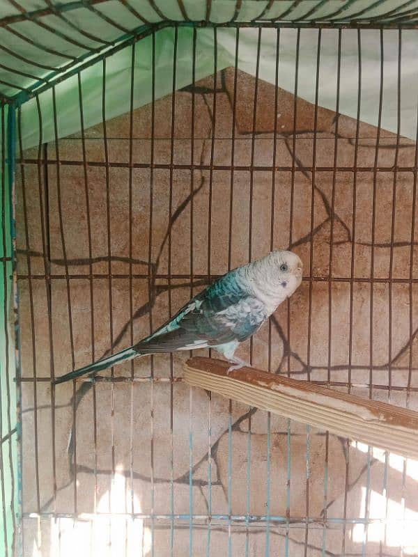 Blackwing Budgie female 3