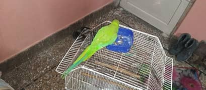 green parrot 1 year male handtemd full active