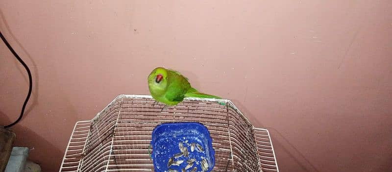 green parrot 1 year male handtemd full active 1