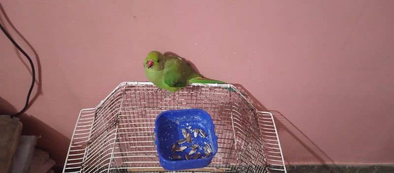 green parrot 1 year male handtemd full active 2