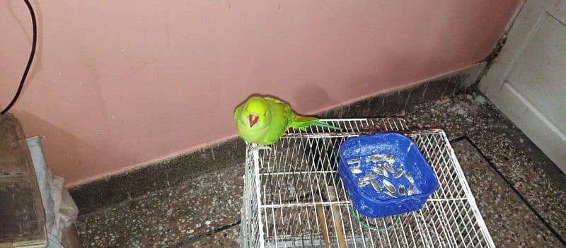 green parrot 1 year male handtemd full active 3