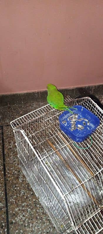 green parrot 1 year male handtemd full active 4