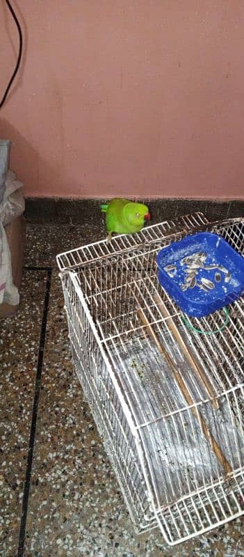 green parrot 1 year male handtemd full active 5