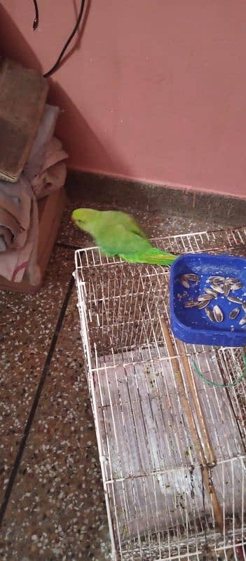 green parrot 1 year male handtemd full active 6