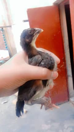 2. month aseel chicks per piece 1500