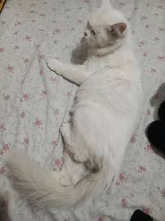 Persian white cat female