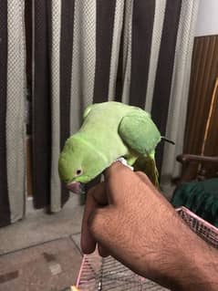 parrot for sale